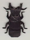 stag
beetle