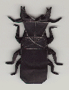 stag
beetle